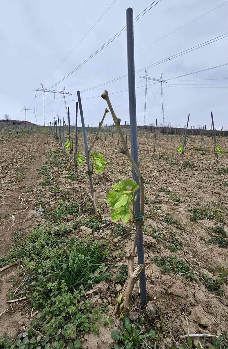 fotografija plastičnih cevi koje na njivi podržavaju mlada stabla vinove loze